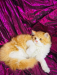Persian cat